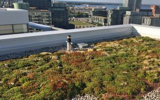 The system build-up “Urban Climate Roof” provides for increased cooling of the ambient temperature particularly in urban centres. © Zorlu Property Group Green roof in the city
